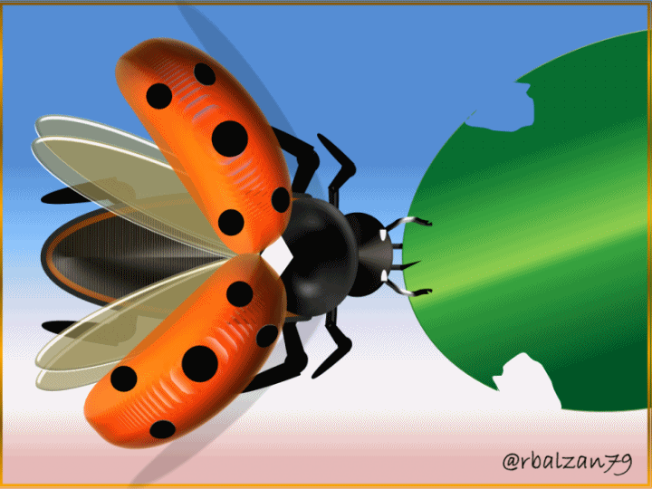Gif_Movimientos de las alas de una escarabajo (mariquita).gif