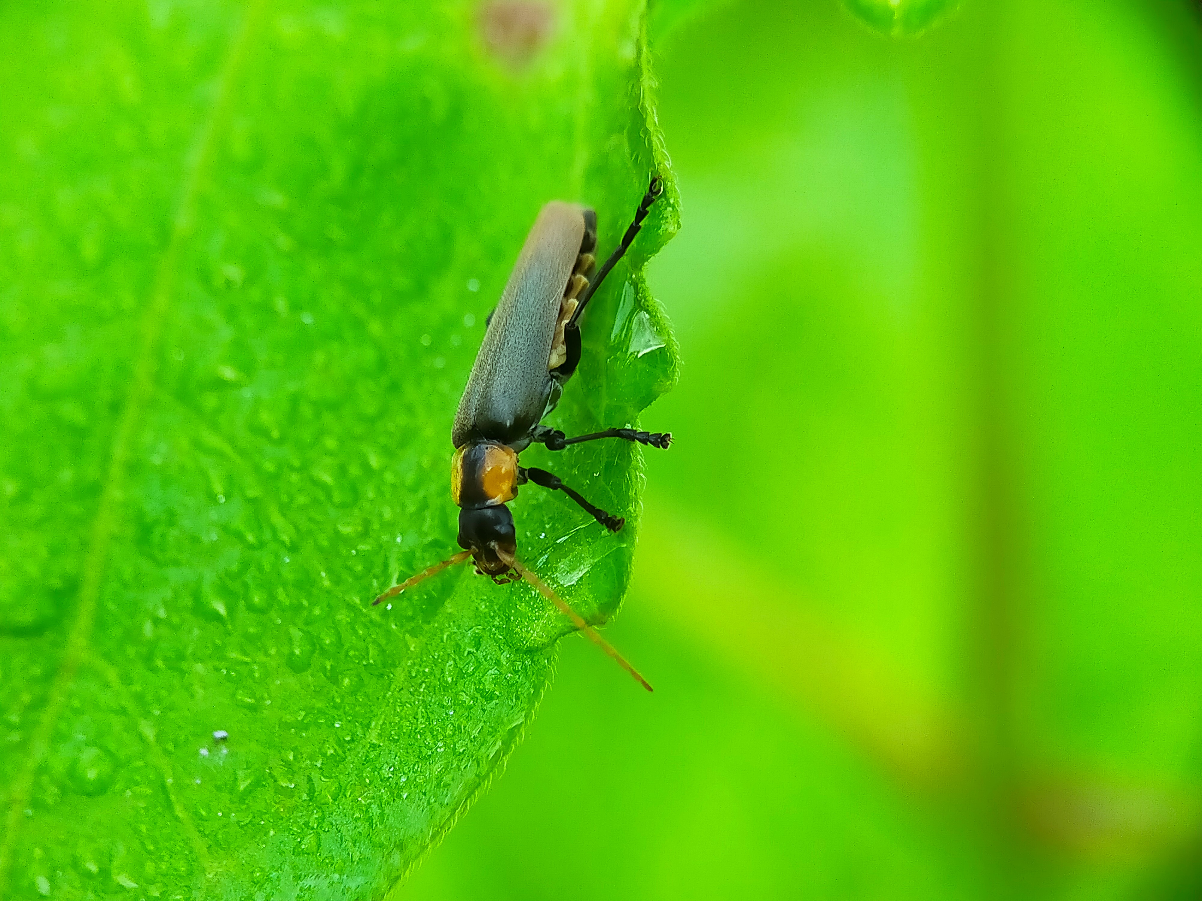 Chauliognathus lugubris (39).jpg