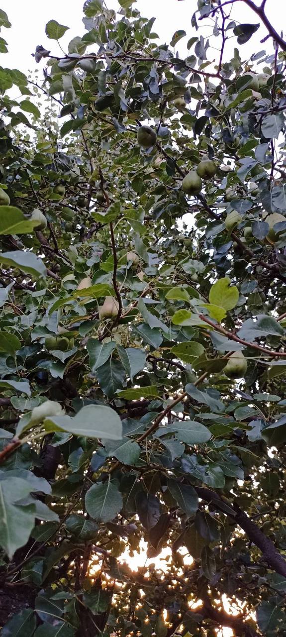 IMG_9053.jpeg