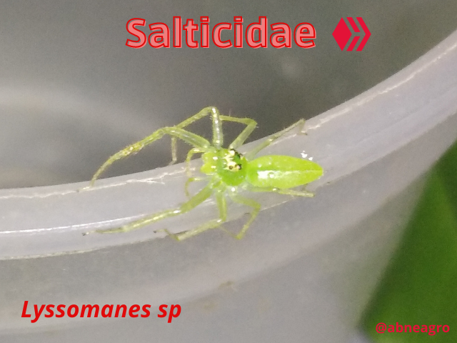 Automeris cf. jucunda (1).png