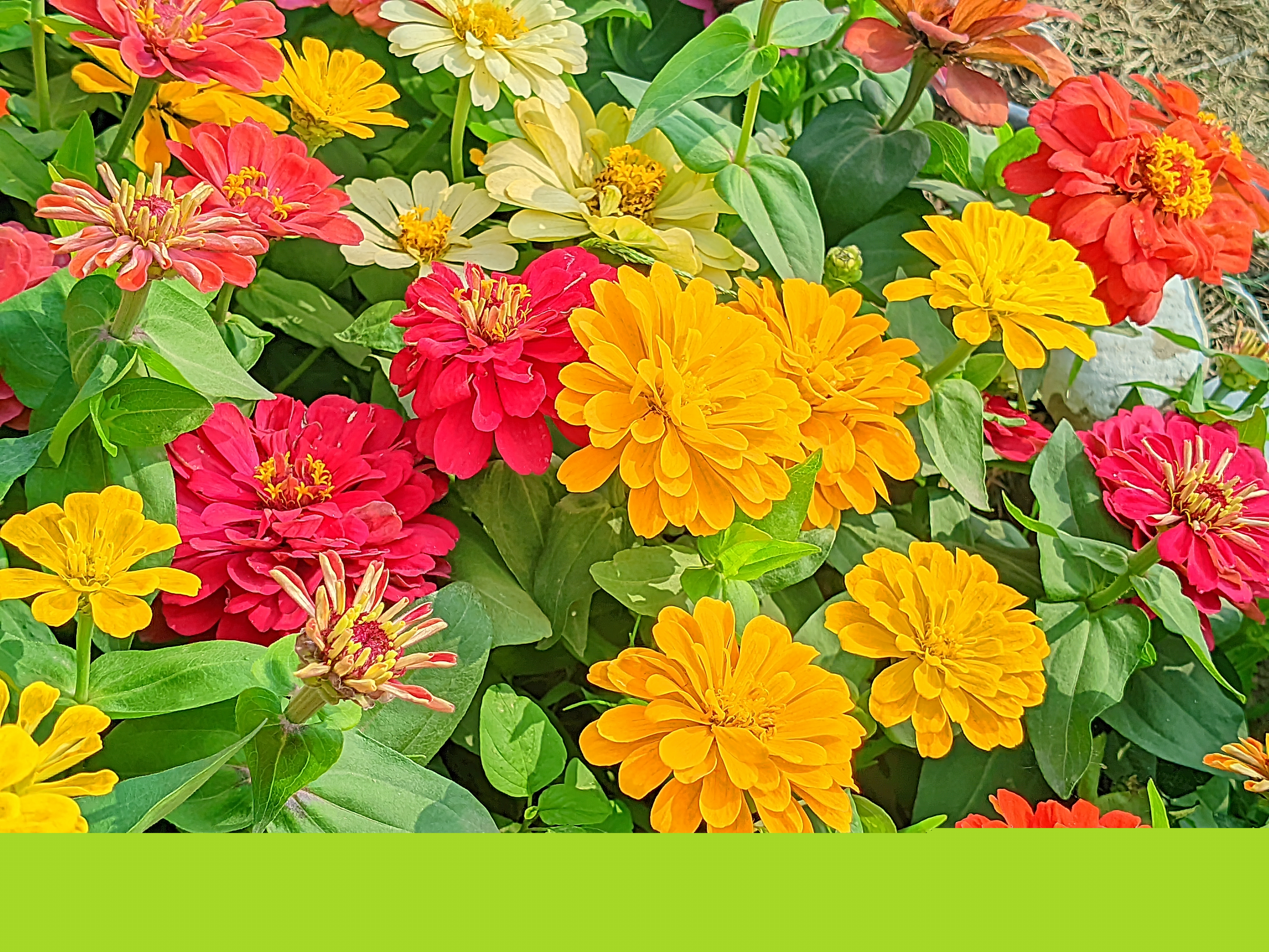 Beautiful Random Flower Photos