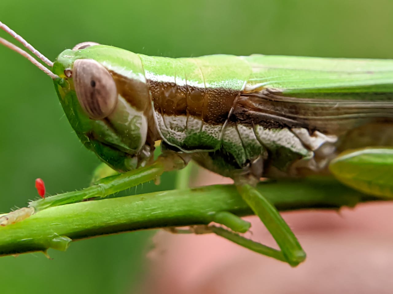 grasshopper (36).jpeg