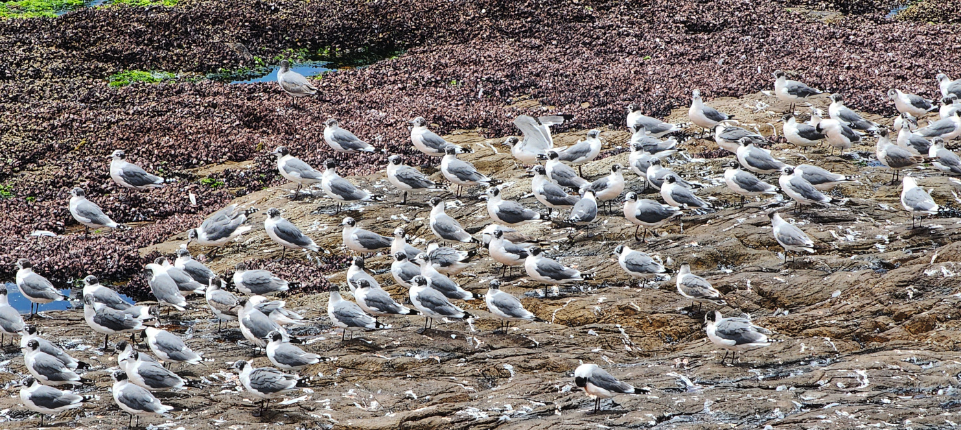 seagulls-014.jpg