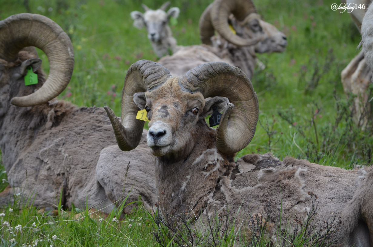 bighorn sheep (6).jpg