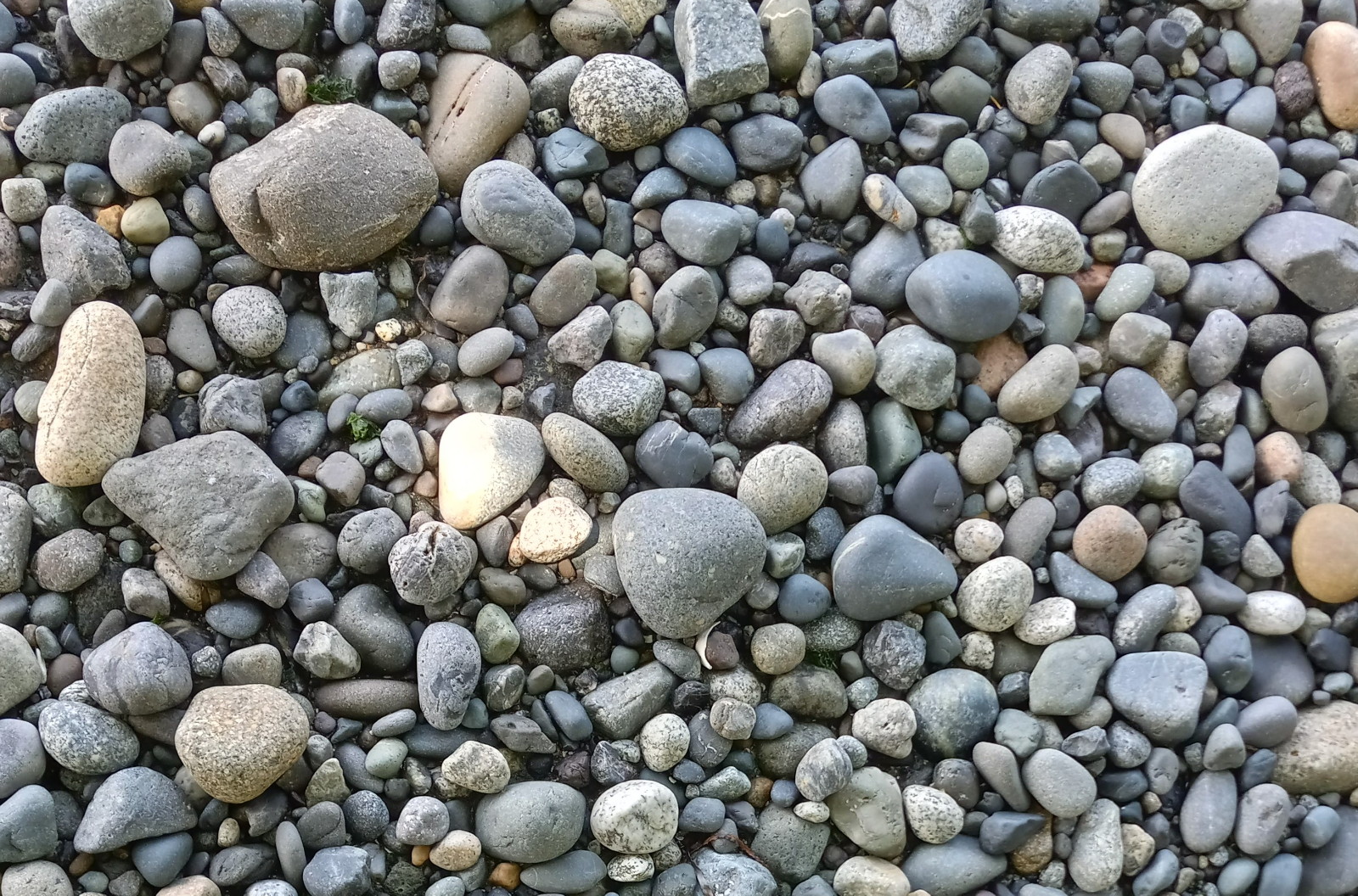 CCL0026Pebbles.jpg