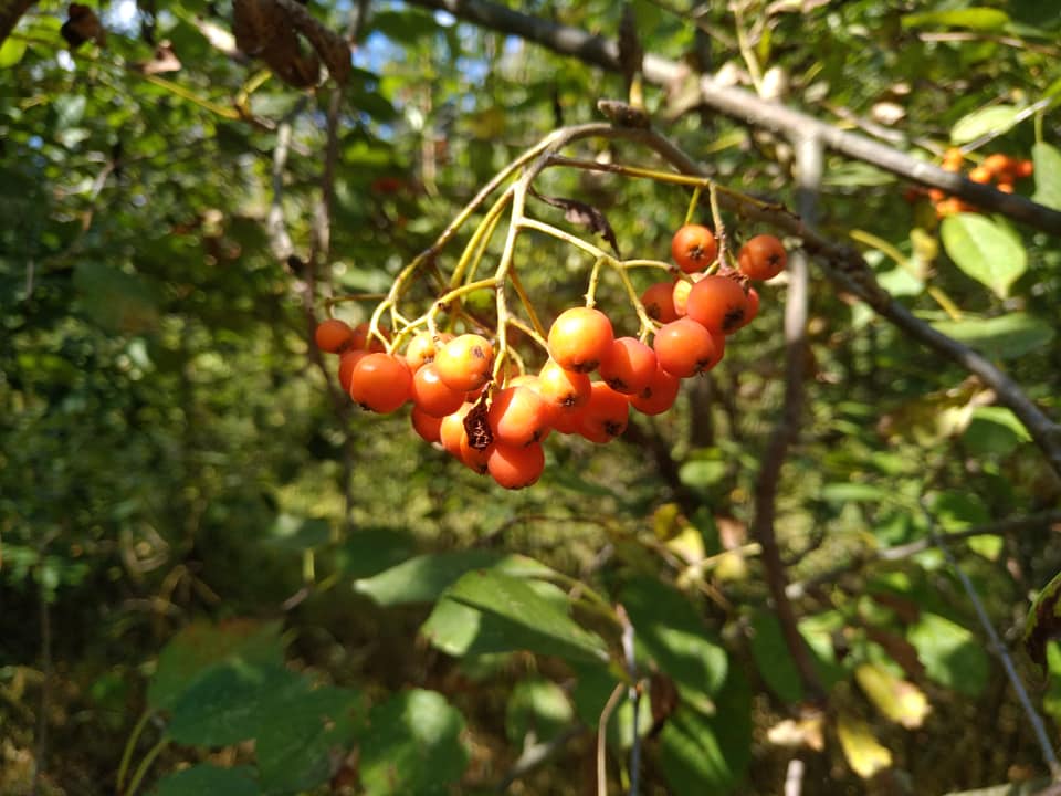 IMG_5337.jpeg