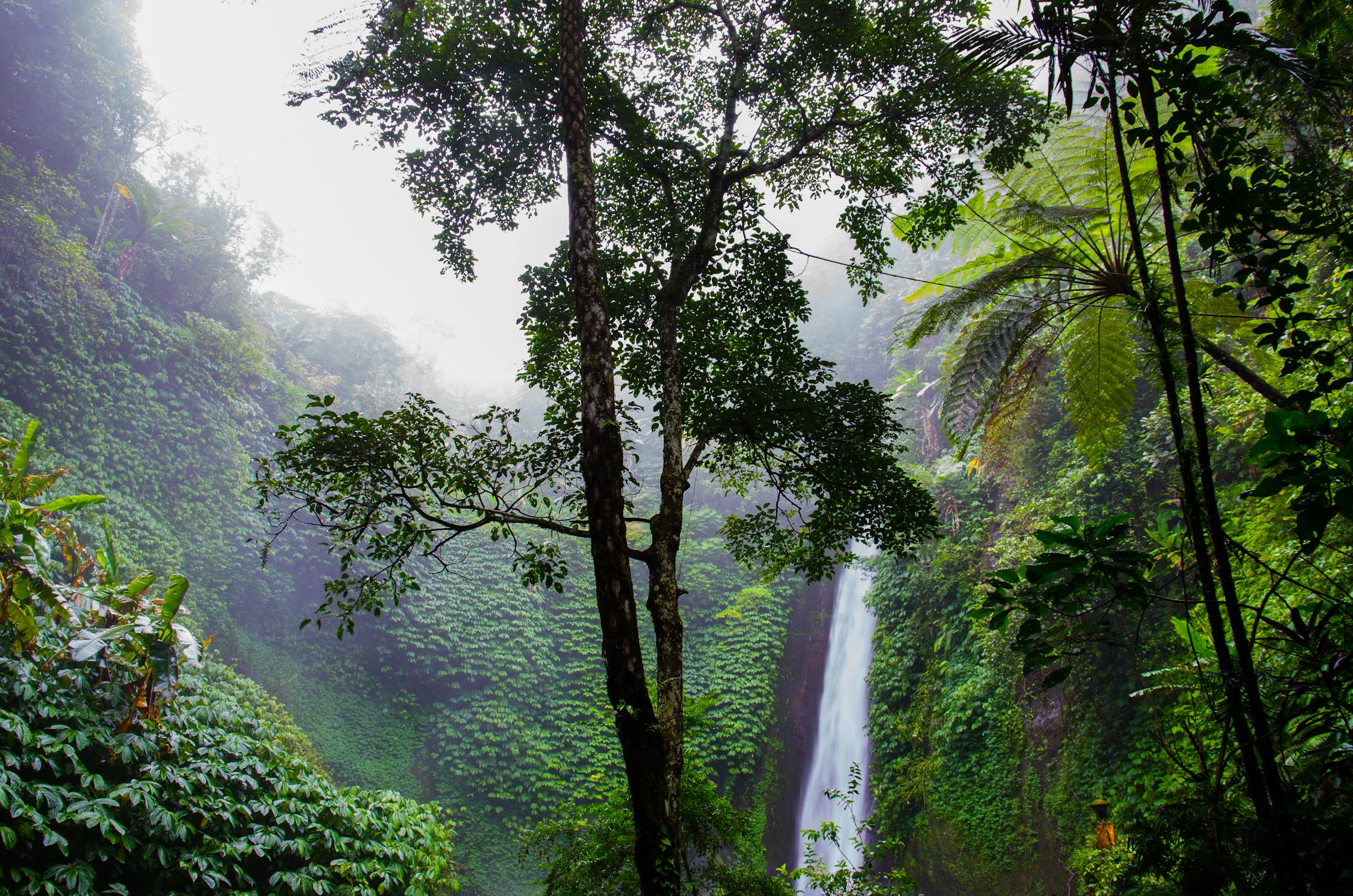  "nature-forest-waterfall-jungle.jpg"