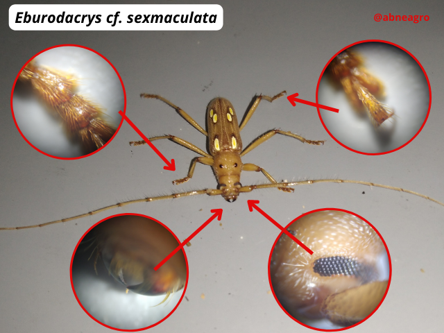 Automeris cf. jucunda (6).png