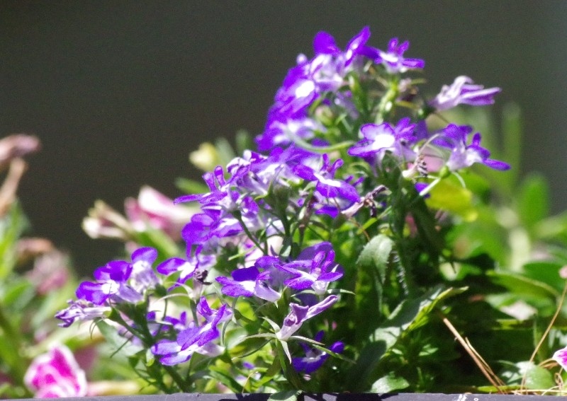 hivegarden-flowers-lobelia.jpg