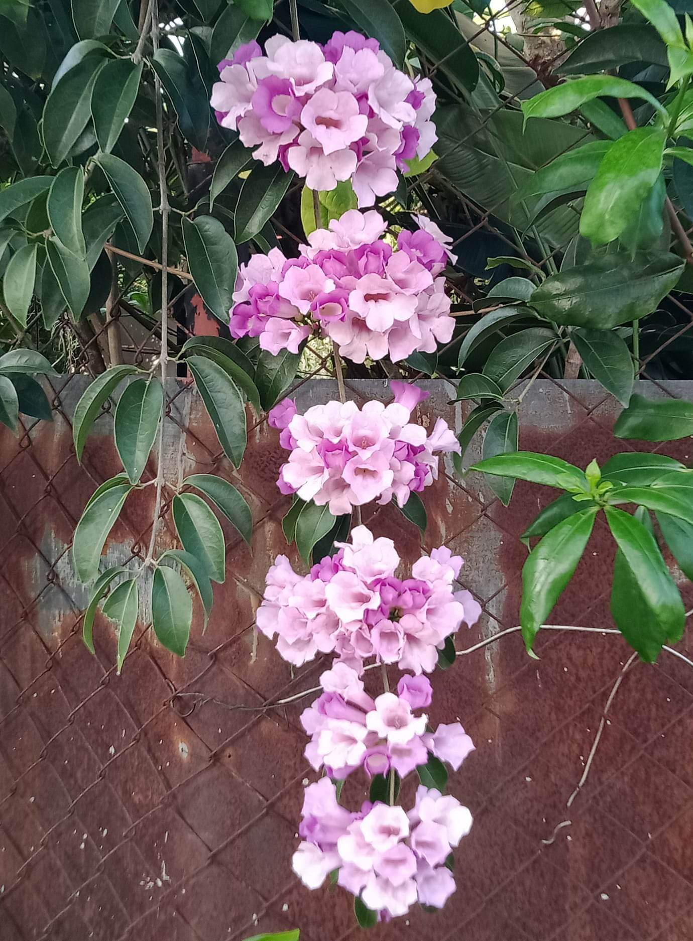 received_6003373369758083.jpeg