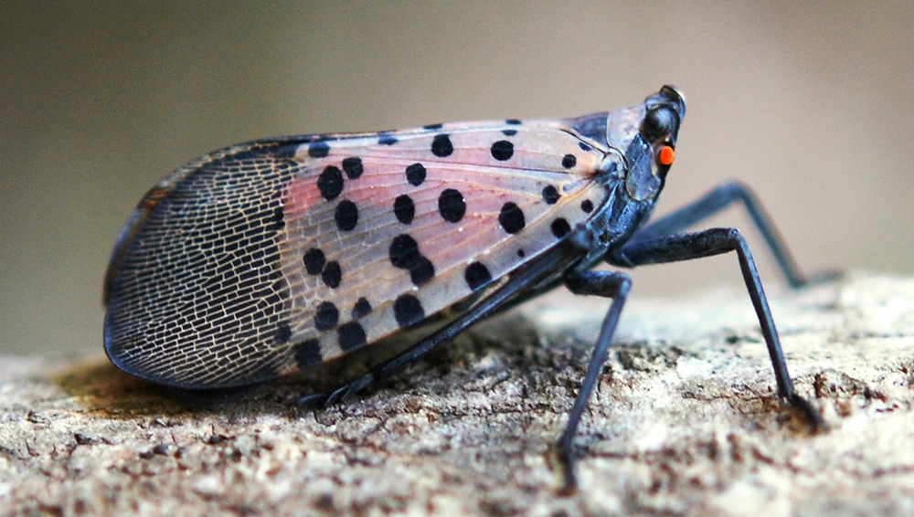 spotted-lanternfly-Lycorma-delicatula.jpg