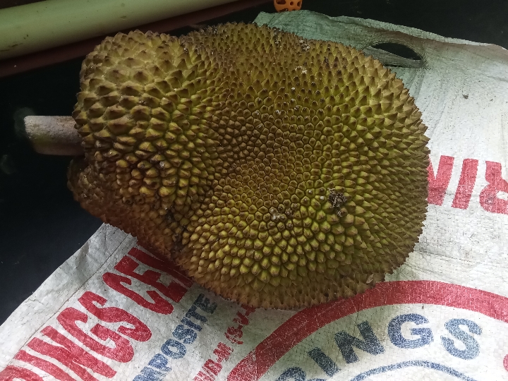 Gallery_1750915251384.jpg