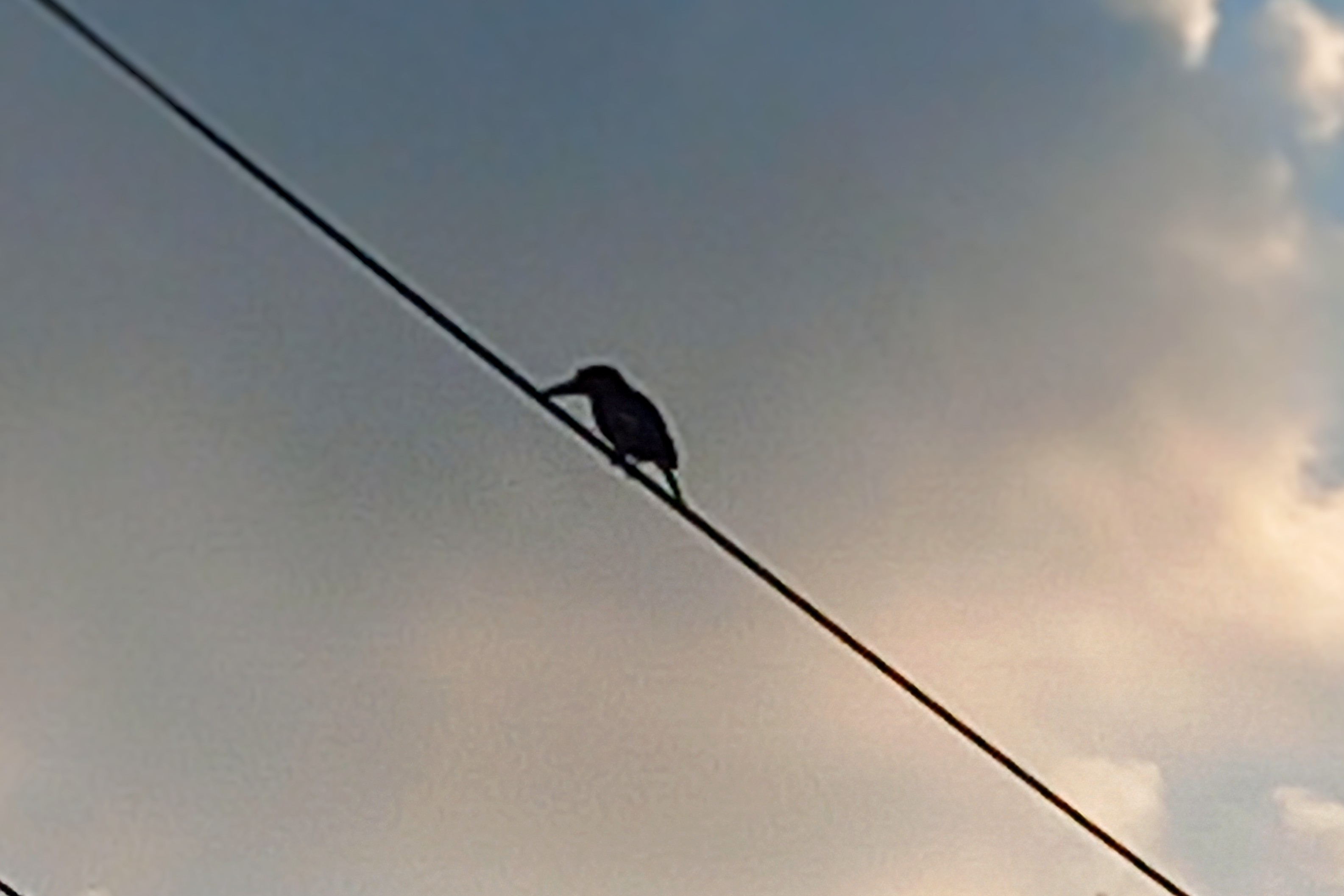 20250713_055127~2.jpg