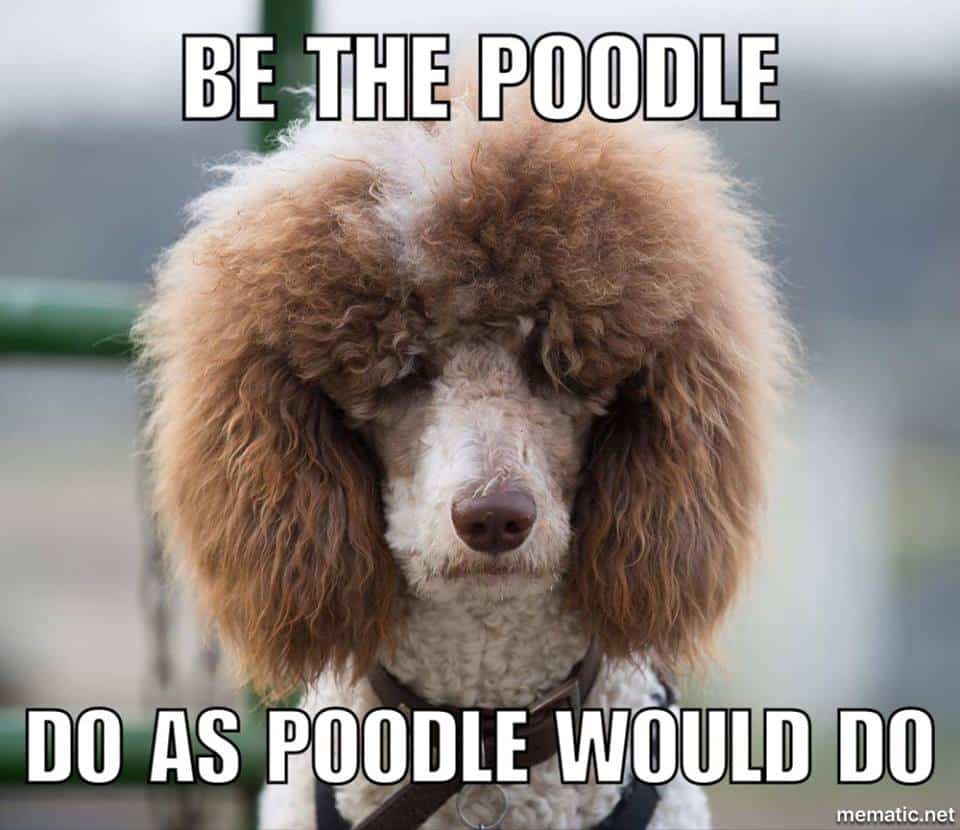 Poodle-Meme-Be-the-poodle.-Do-as-poodle-would-do.jpg