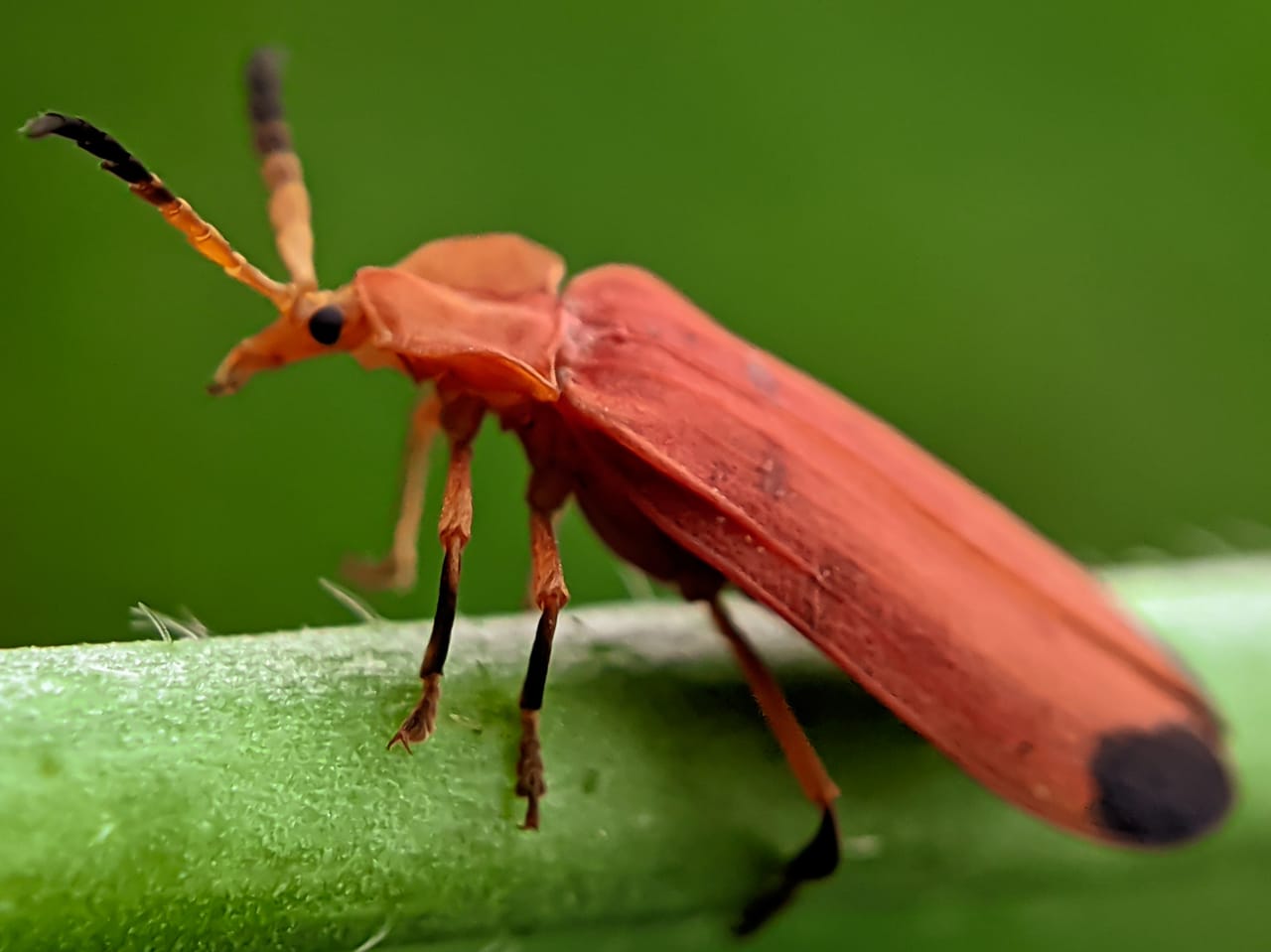 net winged beetle (1).jpeg