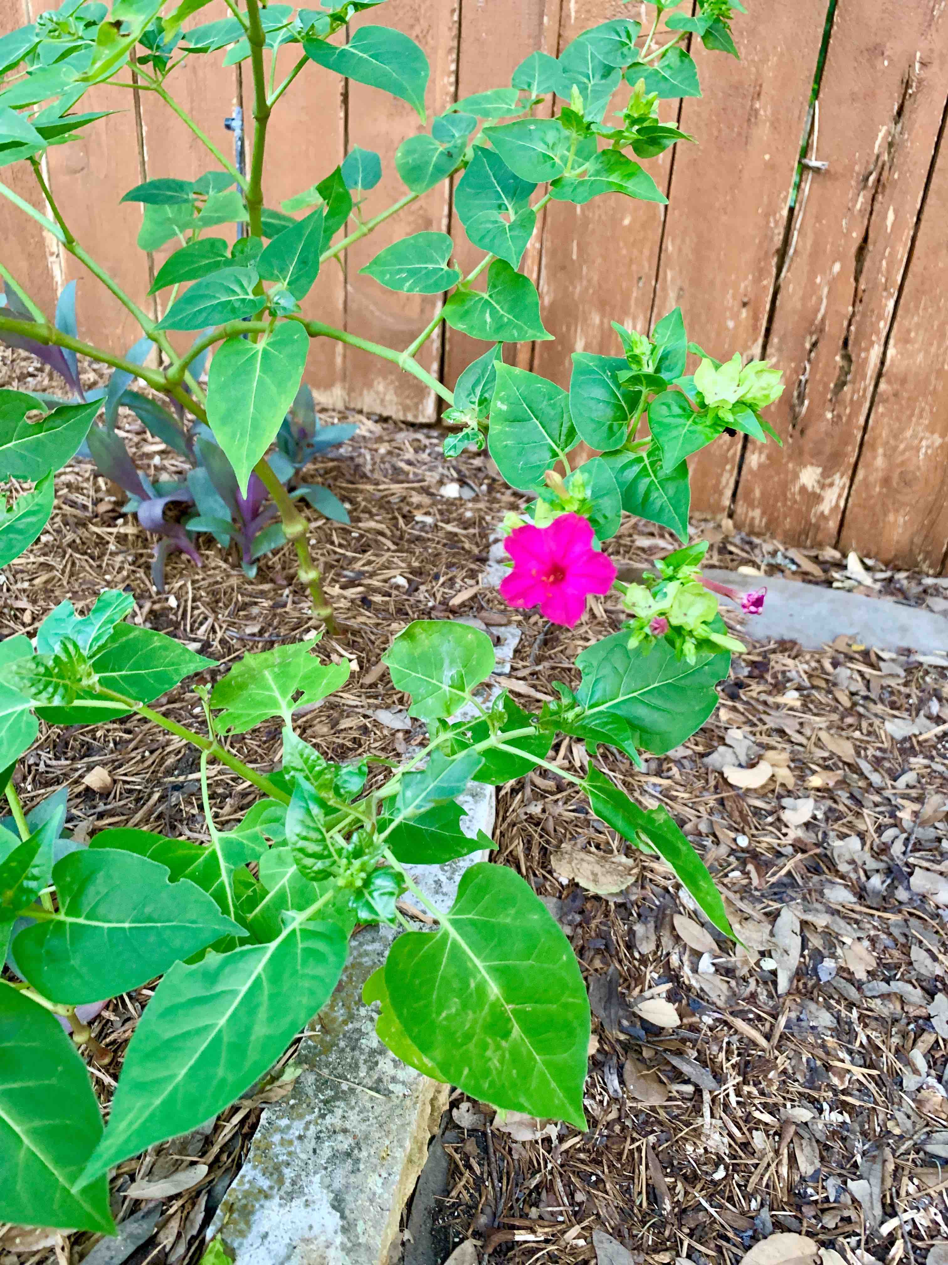 hot pink flower.jpg