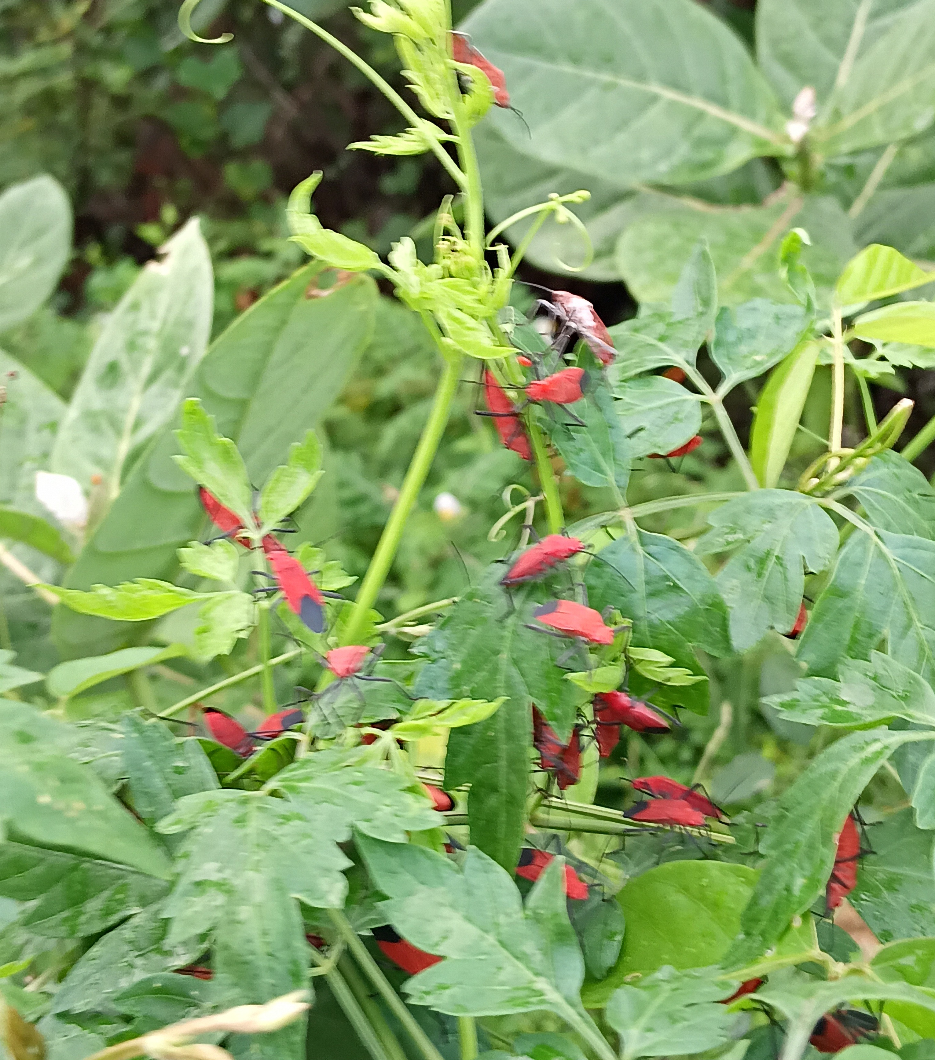 20250718_054558.jpg