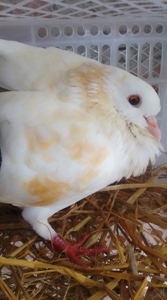 Columba livia.
