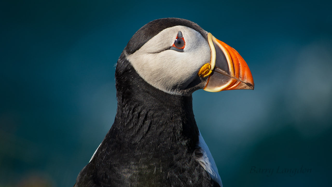 puffin.jpg