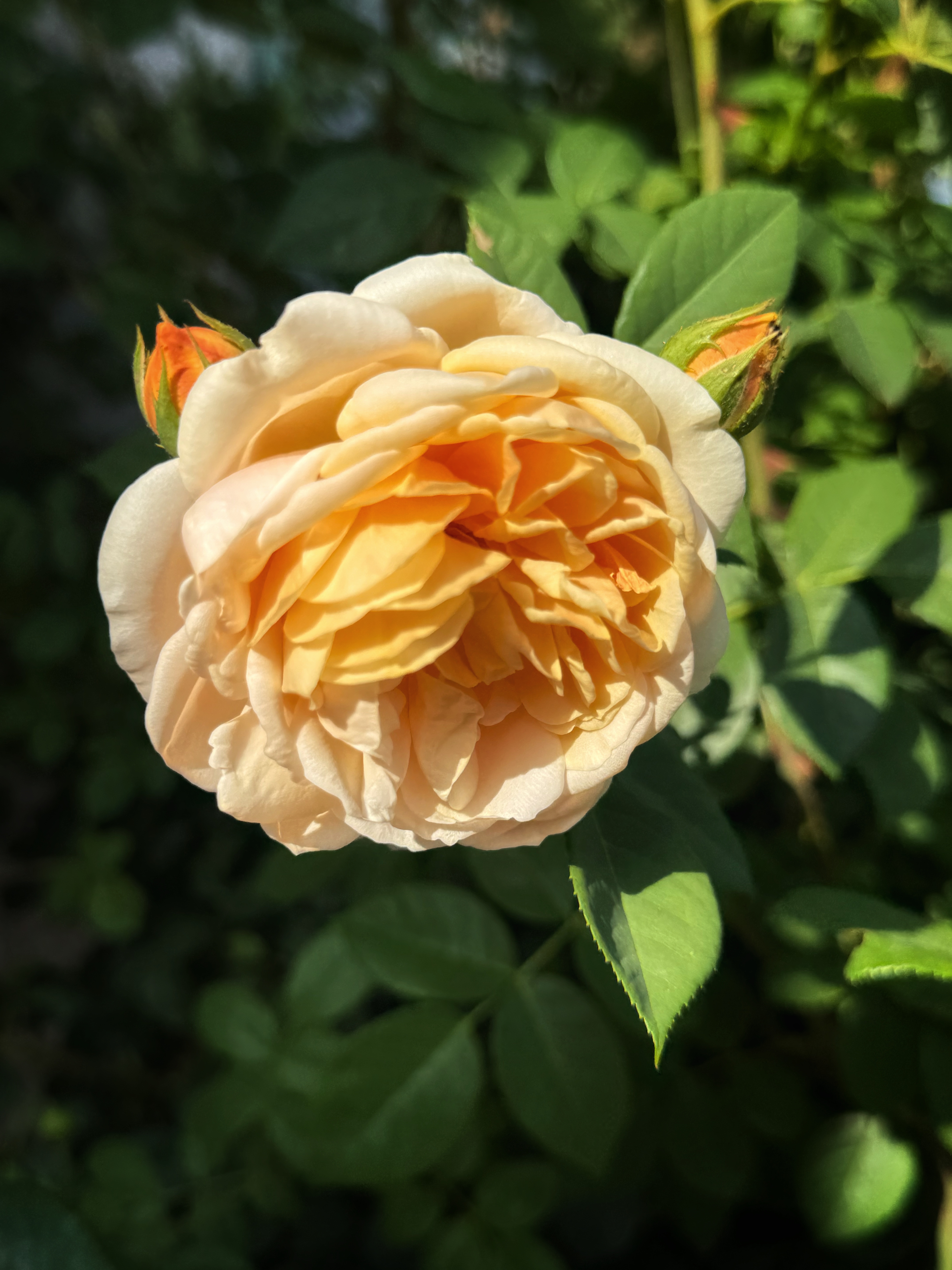 IMG_4062.jpeg
