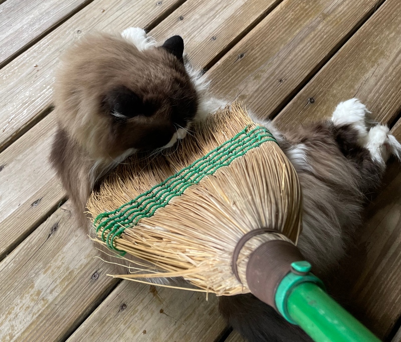 dpet-caturday-2.jpg