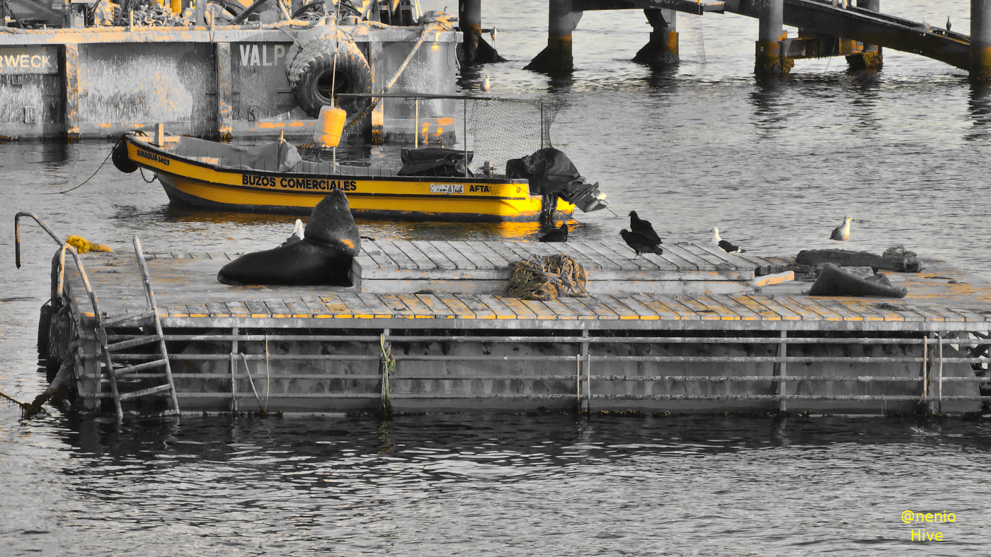 sealions-port-005-m.jpg