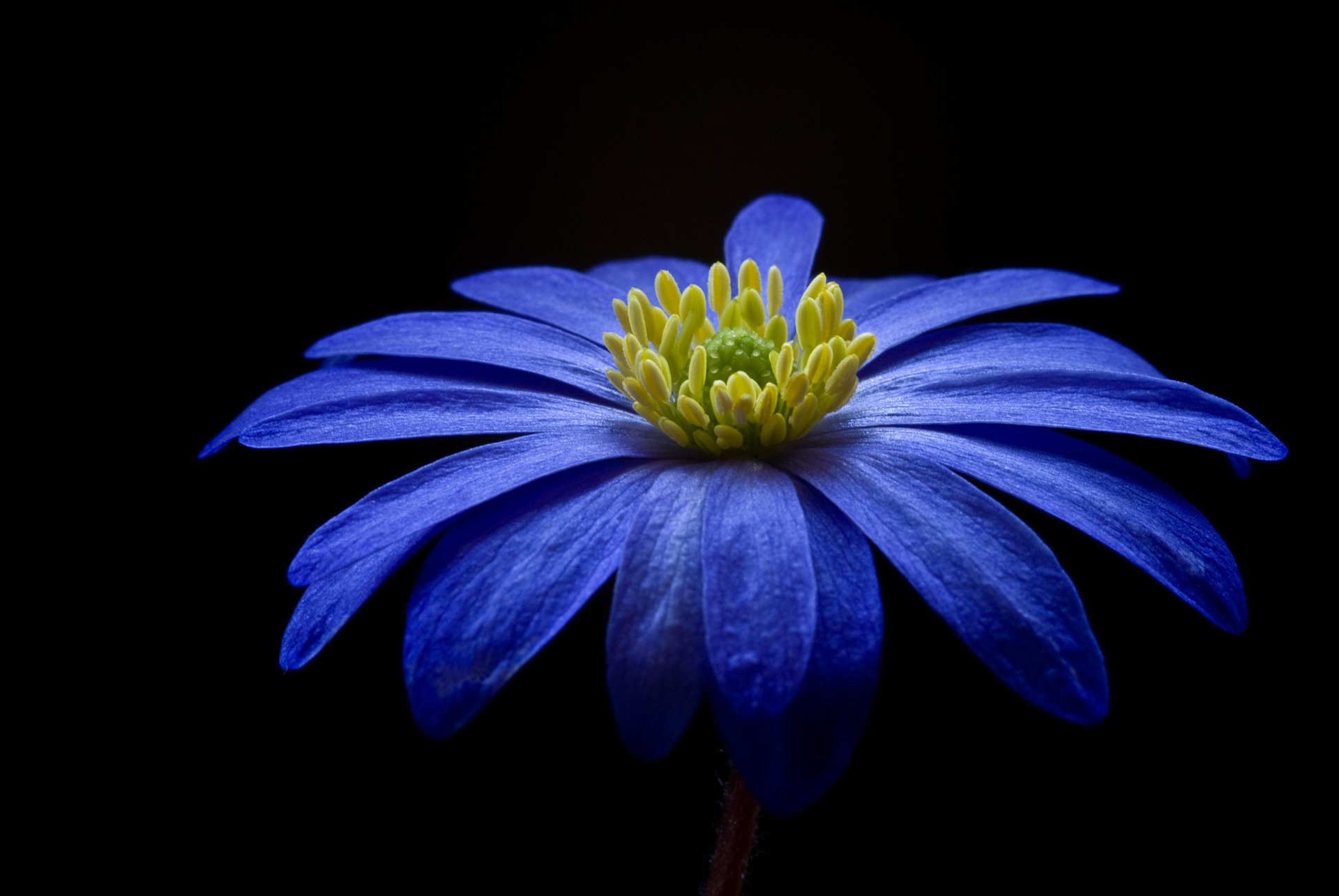 anemone-56414_1920.jpg