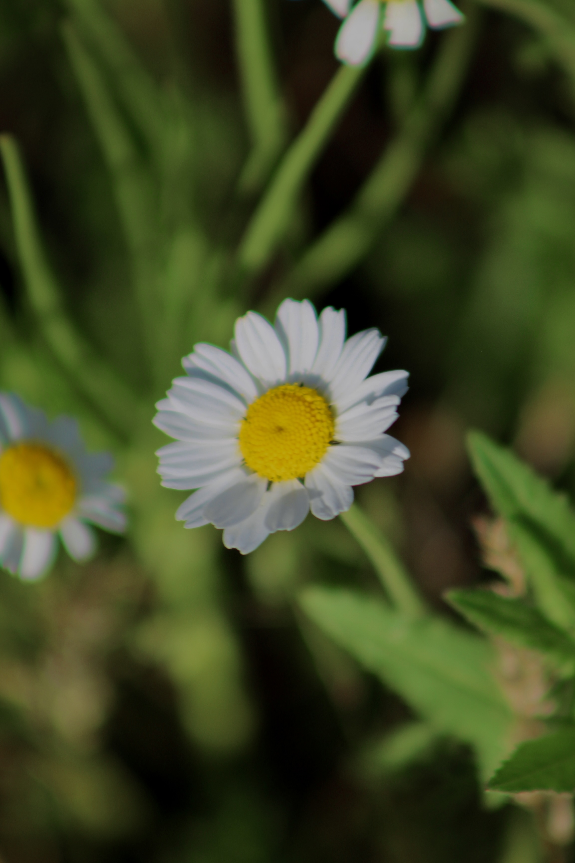 IMG_2933.jpeg