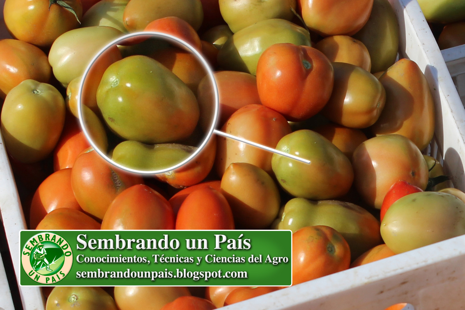 7 calidad tomate NVO BANNER.jpg