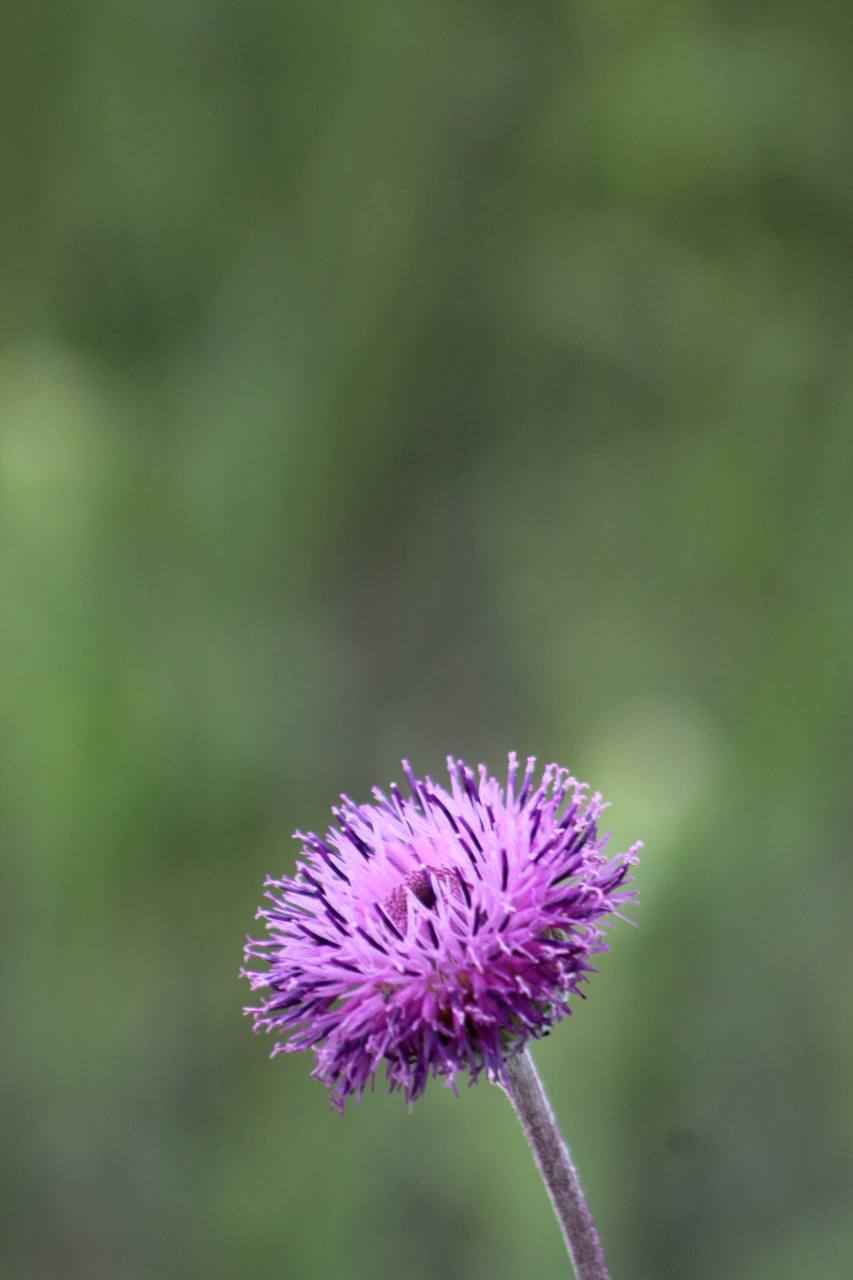 IMG_5082.jpeg