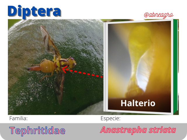 @abneagro(8).png