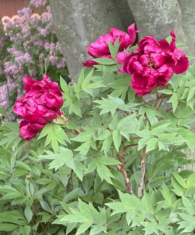 hivegarden-peony (1).jpg