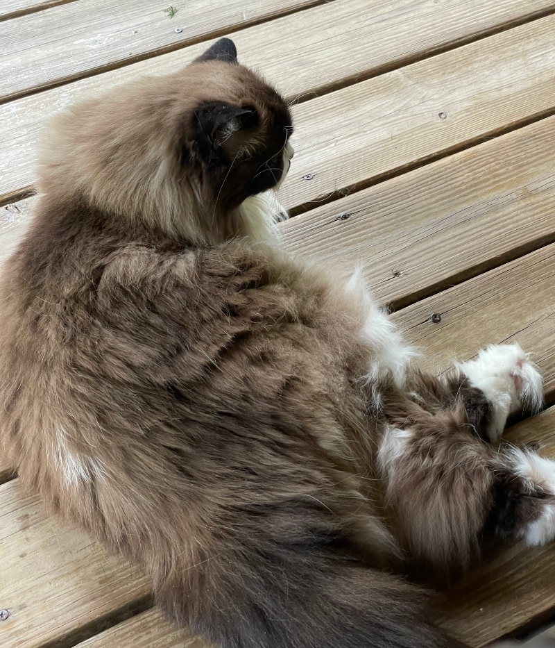dpet-caturday-6.jpg