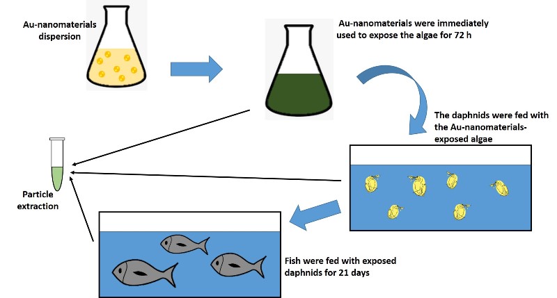 peces au-nanomaterials.jpg