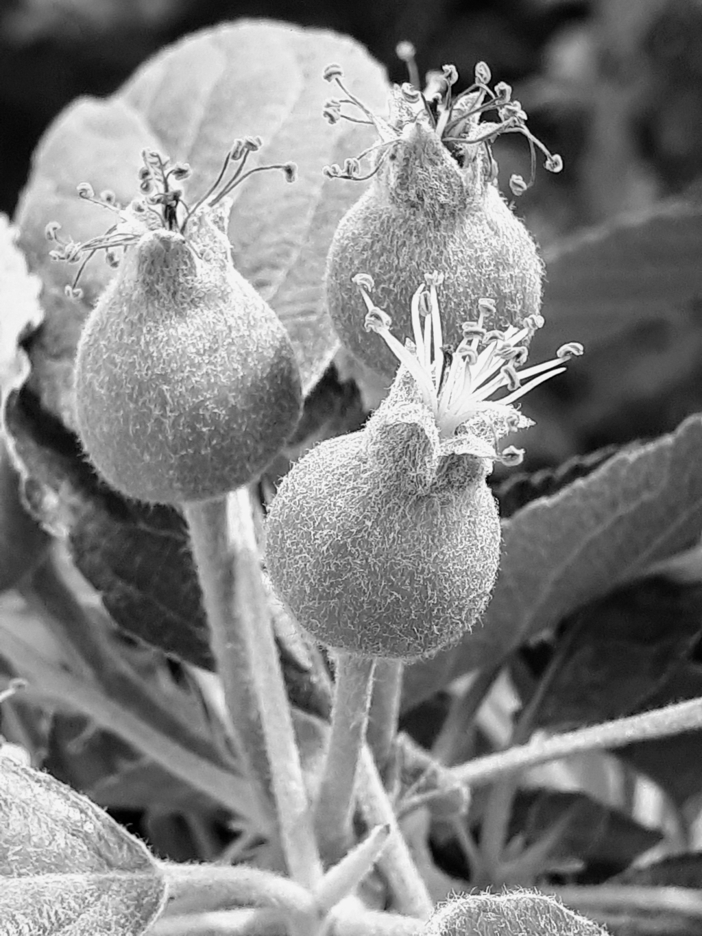 20250427_124012_bw.jpg