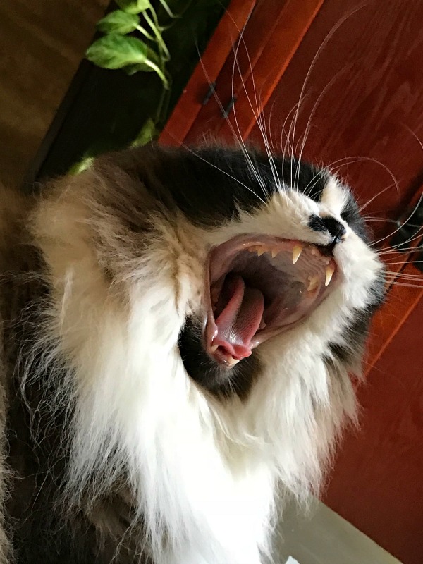 https://images.hive.blog/DQmY7REYWm2inGisHKQT8Ljv55ZykbsmGfg8upSKEC7n4hy/caturday%20steemcats%20photography%20yawn.jpg