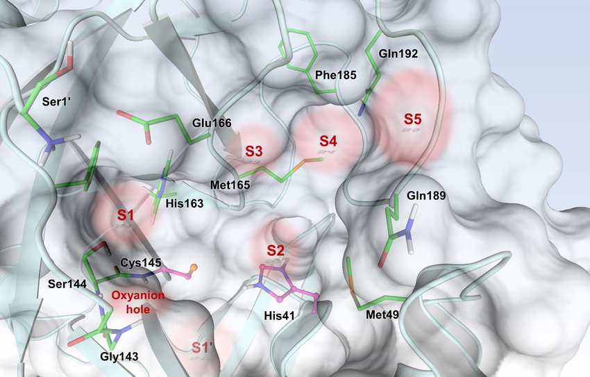 SARS-CoV-2-3CL-M-pro-active-site-architecture-indicating-the-positions-of-substrate.png