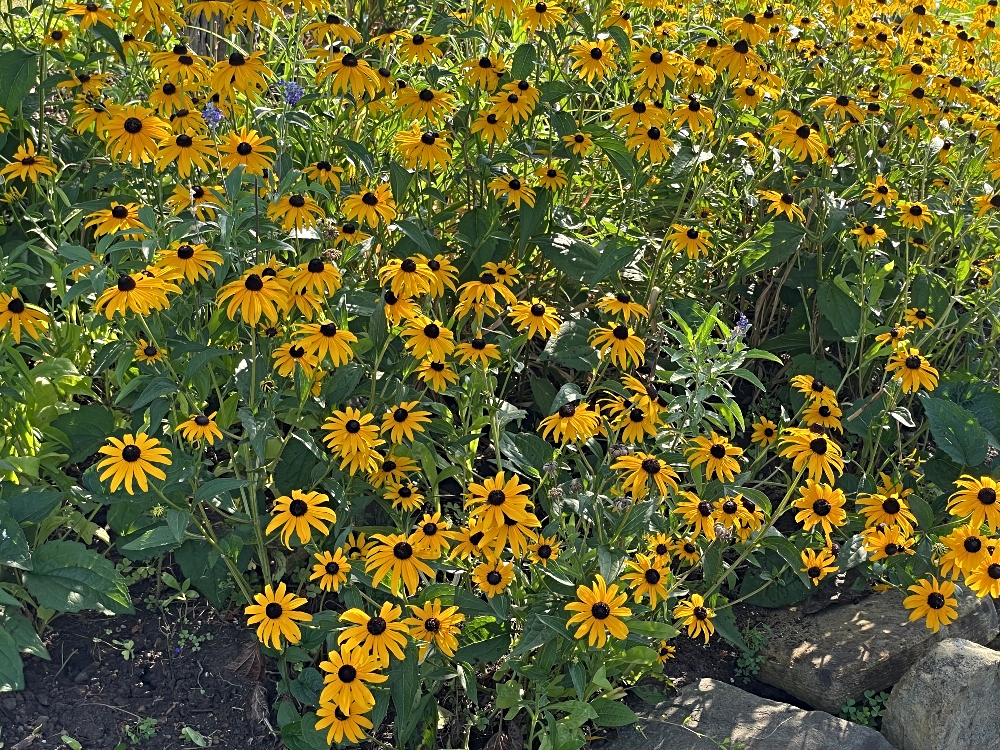 black eyed susan.jpg