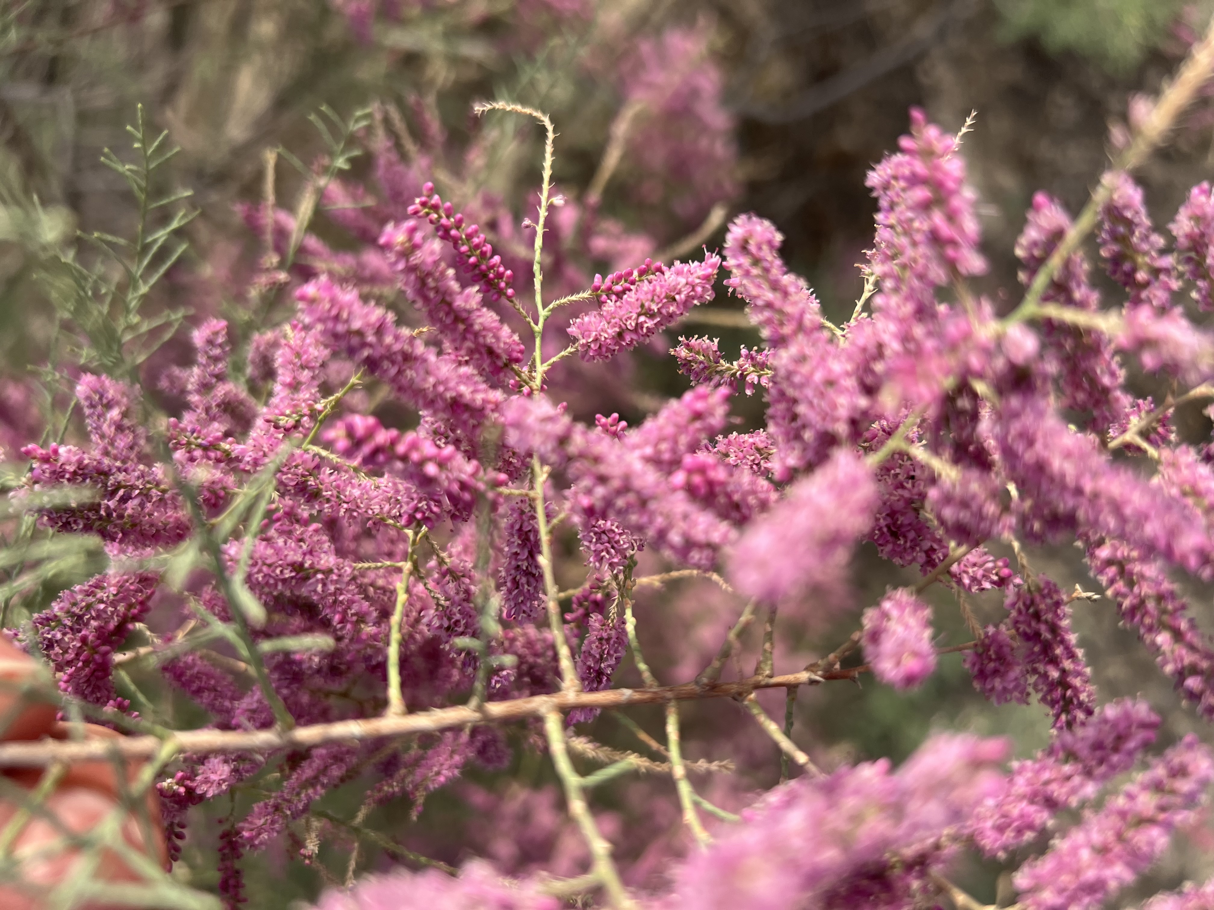 IMG_2136.jpeg