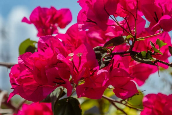 depositphotos_362883940-stock-photo-trinitarian-flowers-in-the-tropical.jpg