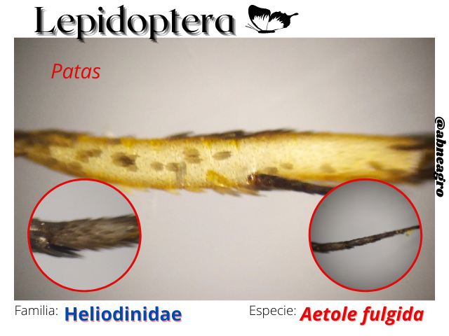 Lepidoptera(8).png