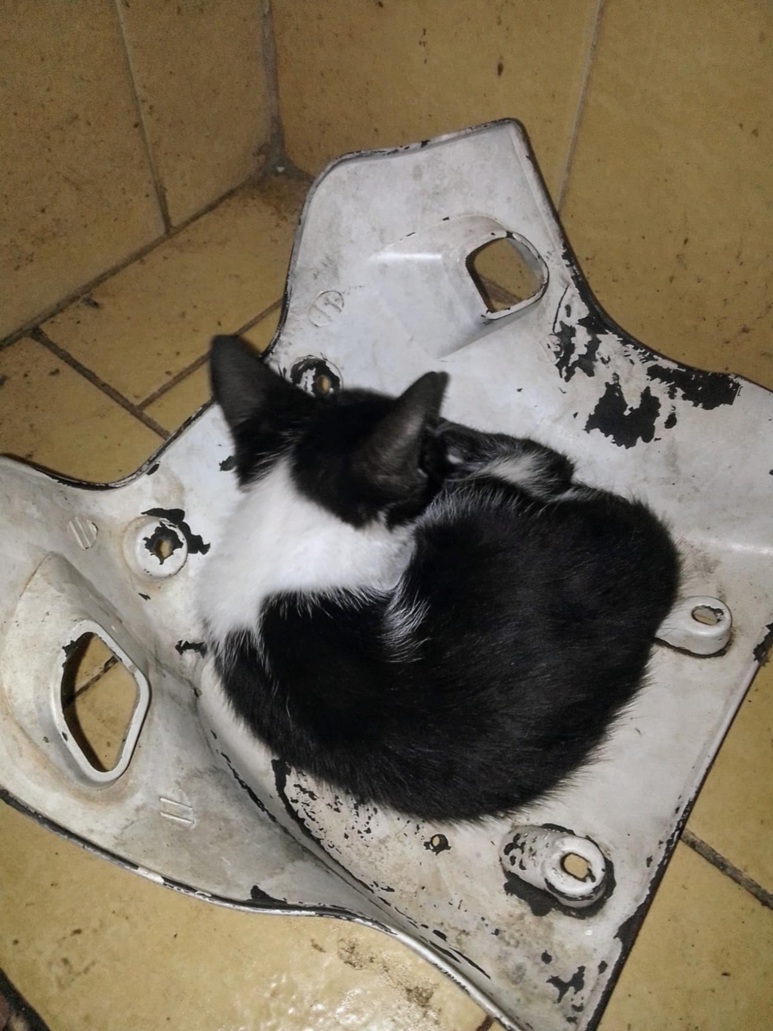 Gatito lesionado por un perro, lo rescate de la calle para cuidarlo mientras sane su cuerpo.