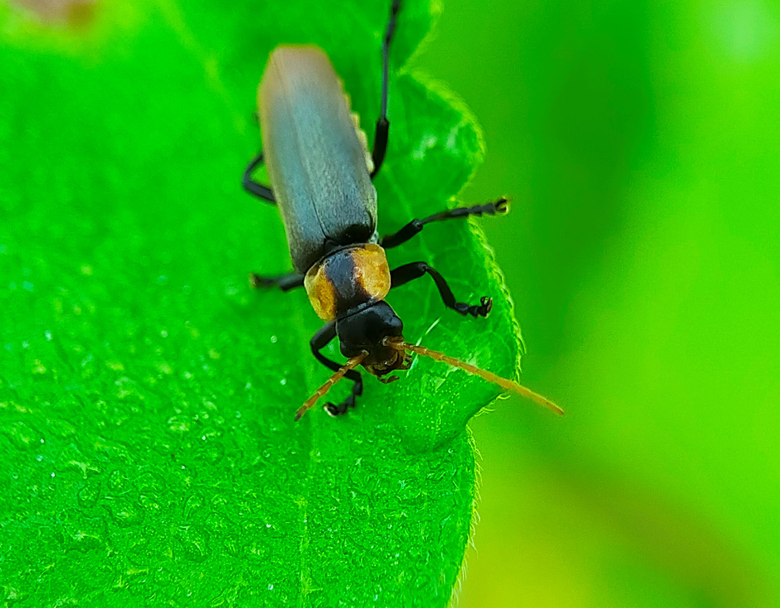 Chauliognathus lugubris (8).jpg