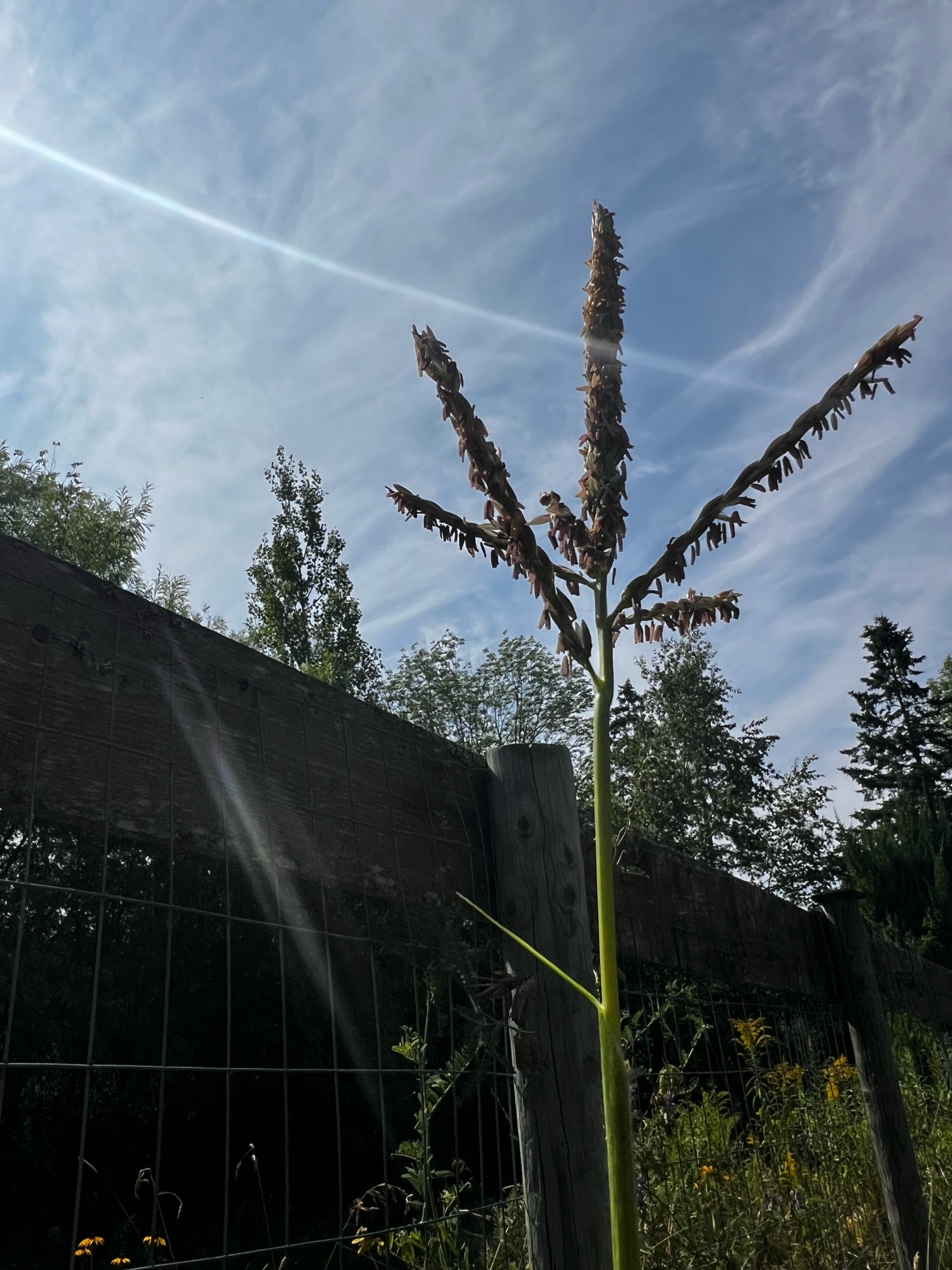 IMG_3406.jpeg