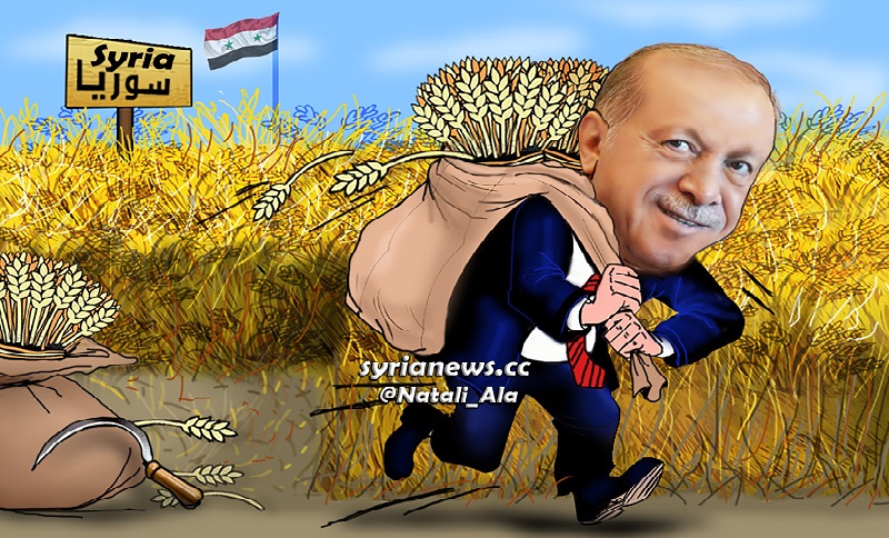 Erdogan stealing Syrian Wheat - Burning Syrian Wheat Fields.jpg