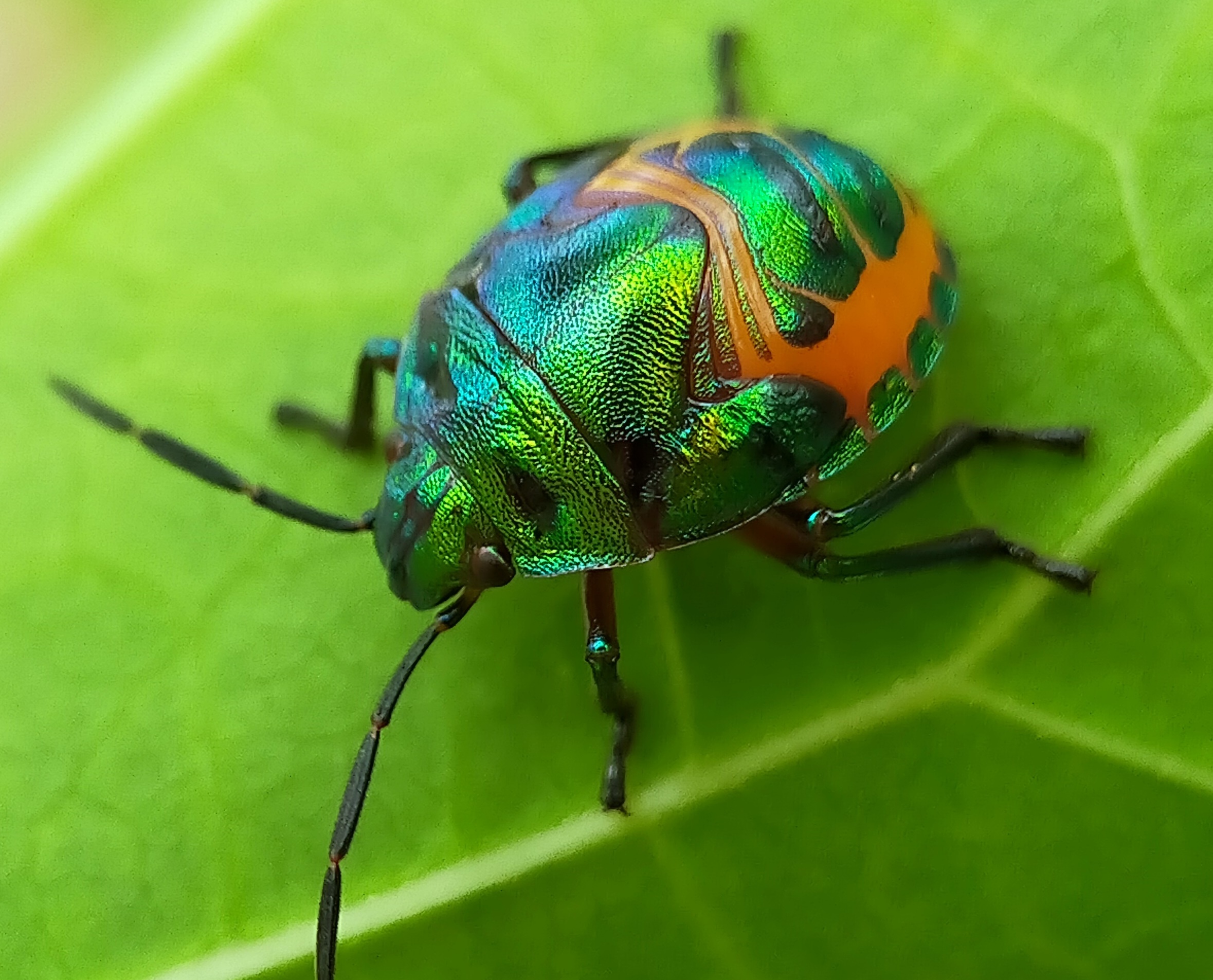 Jewel bugs (16).jpg