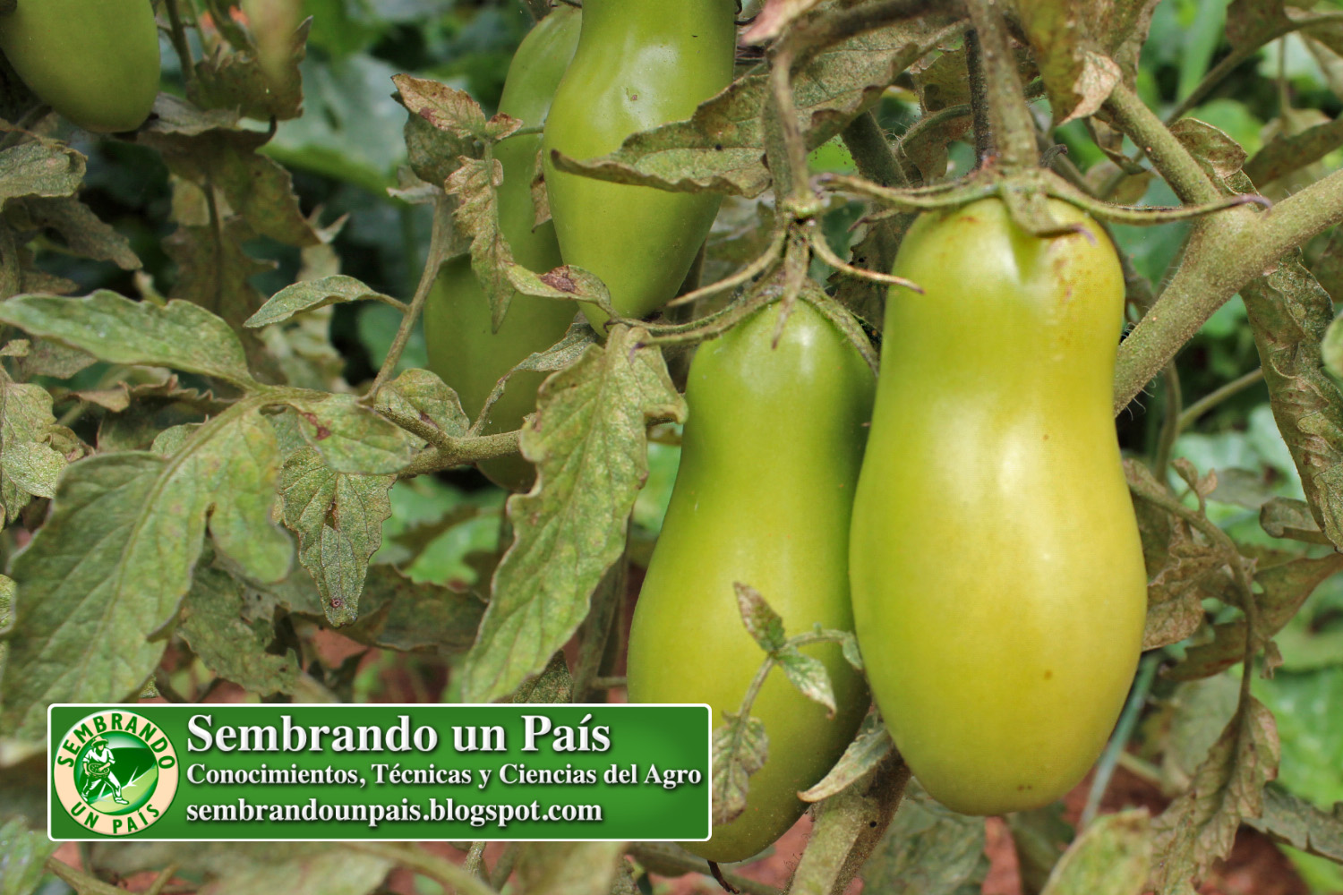 12 calidad tomate NVO BANNER.jpg