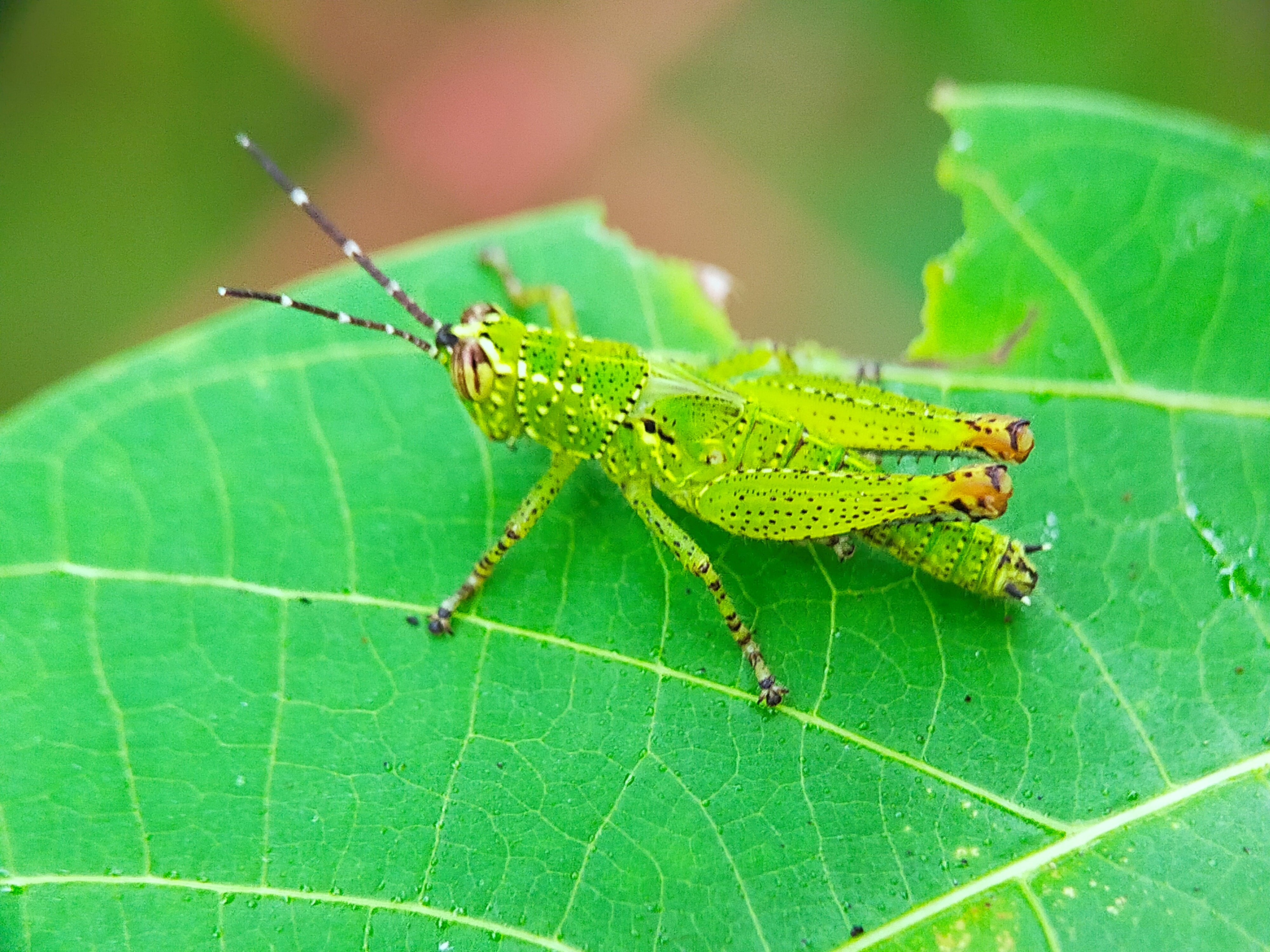 Rice Grasshopper (4).jpg