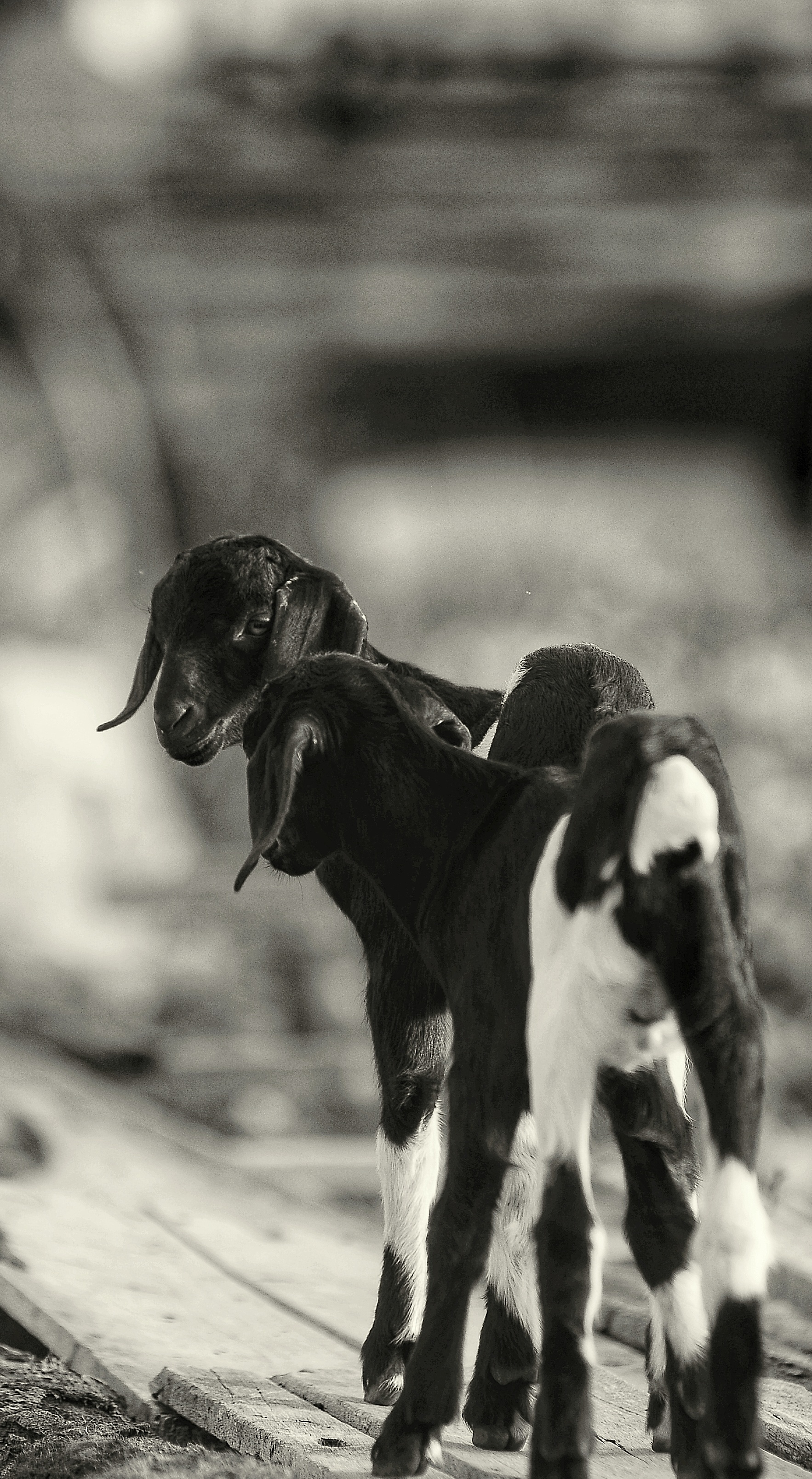 DSC_1478-01.jpeg
