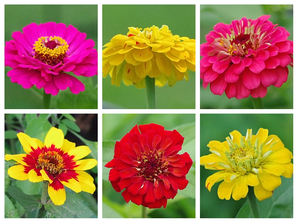 hive-gardening-zinnia.jpg